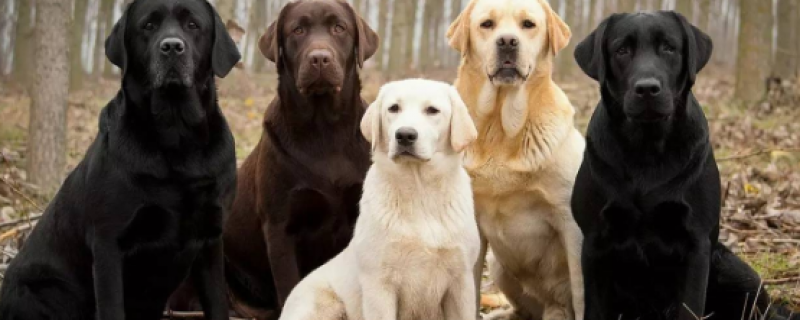 What's the matter with the black dog's hair turning yellow?