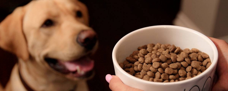 Should wheat bran be cooked for dogs?