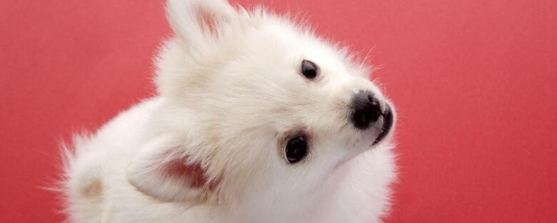Benefits of Cod Liver Oil for Dogs