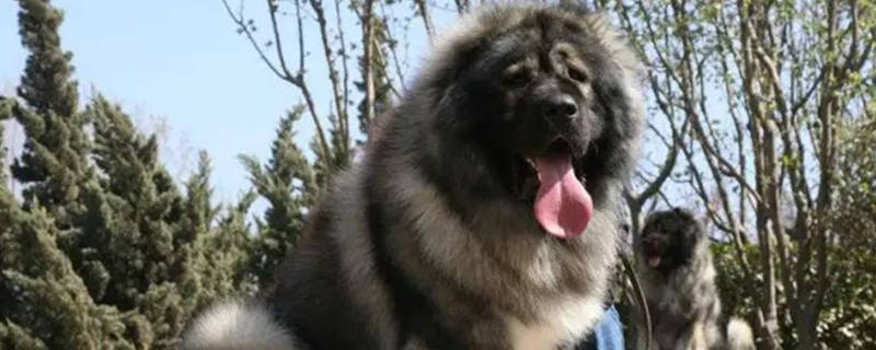 Do Caucasian dogs attack family members?