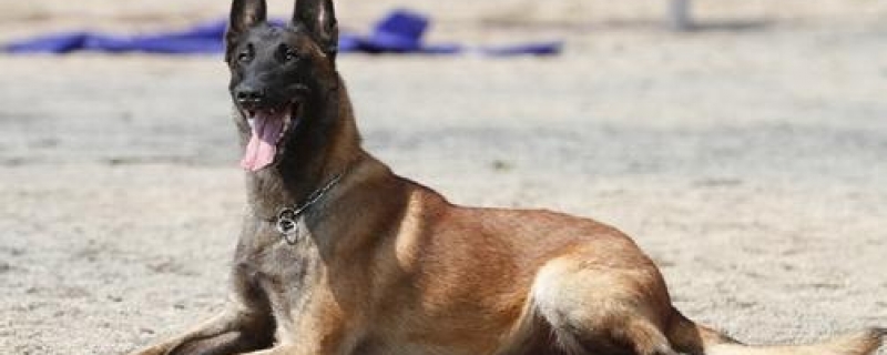 There are white hairs on the chest of the horse dog