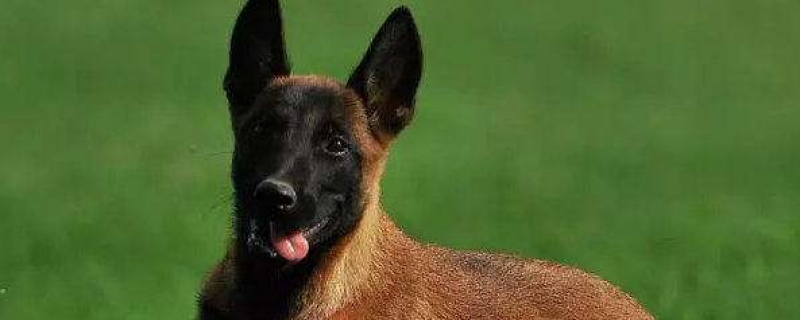 The appearance of worms in the stomach of horse dogs