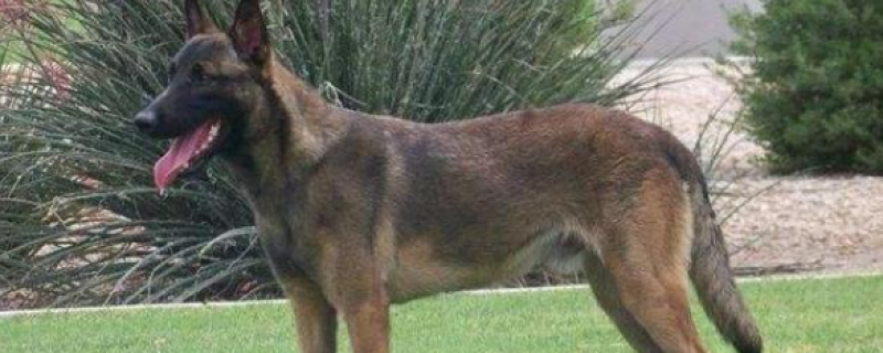 Feeding taboos for horse dogs