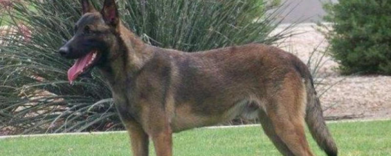 Do horse dogs only recognize one owner?