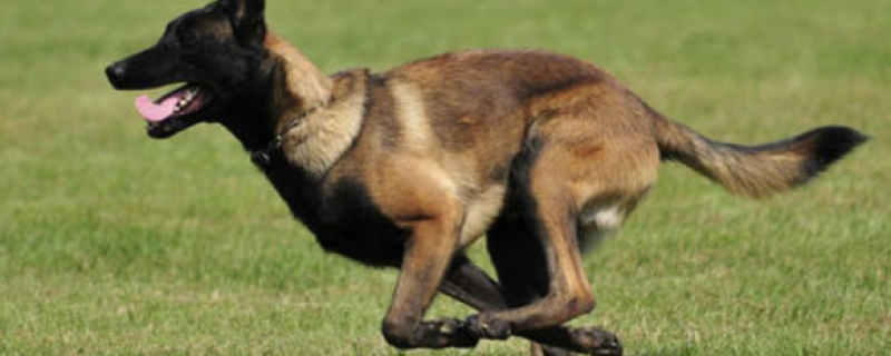 Why Do Horse Dogs Like To Bit Children?