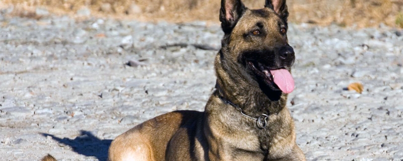 Horse dogs generally grow into big dogs in a few months