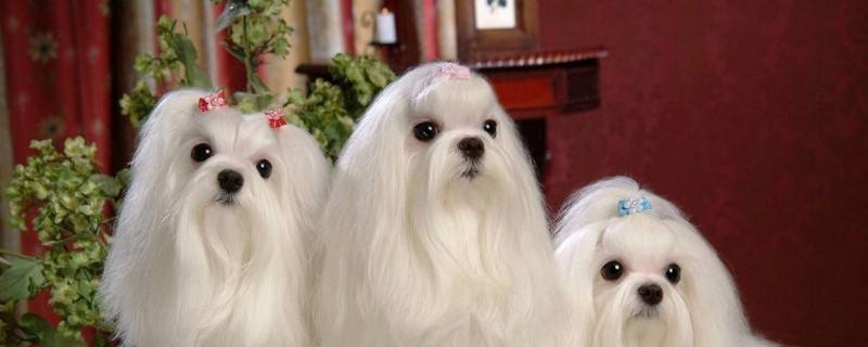 Maltese's eyes get bigger in a few months