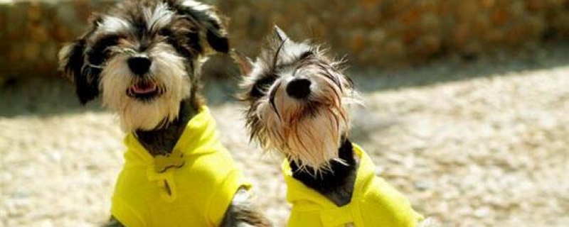 Will the schnauzer go home by itself?