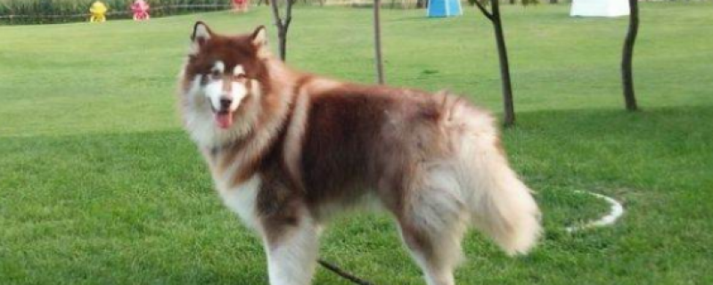 What to eat for Alaskan sled dogs