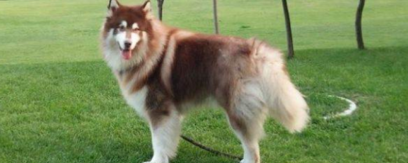 Is Alaska suitable for cages?