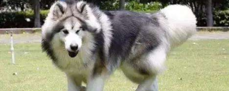 Will Alaska's personality change after sterilization?