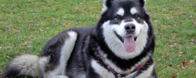 What kind of fruit can Alaskan dogs eat