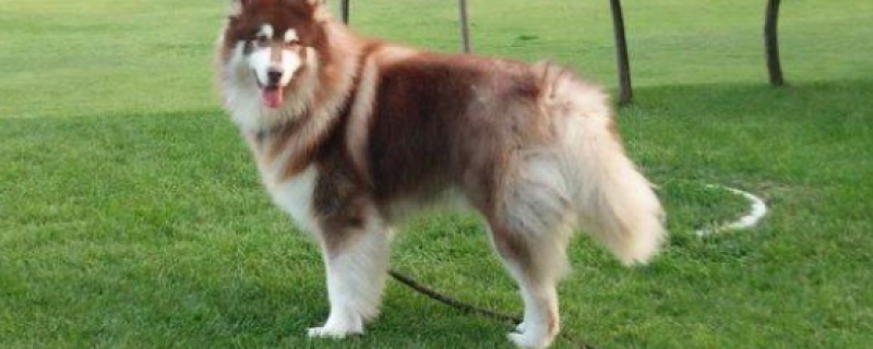 what alaskan dogs eat