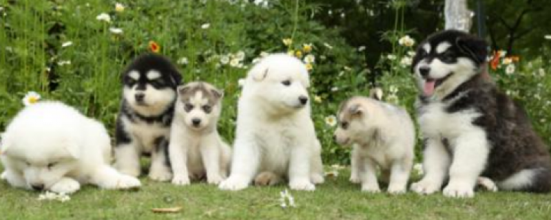When is the Alaskan dog weaned?
