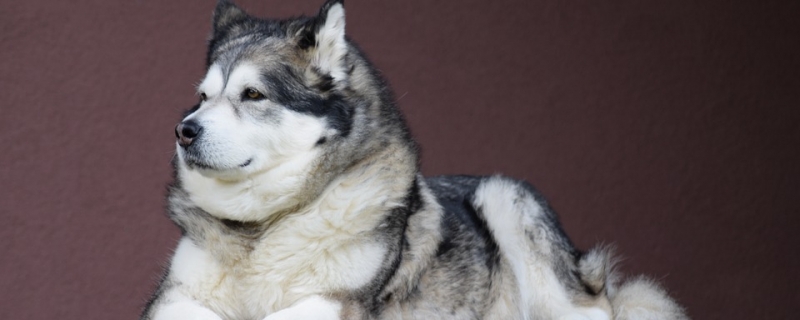Matters needing attention in Alaskan dog shedding