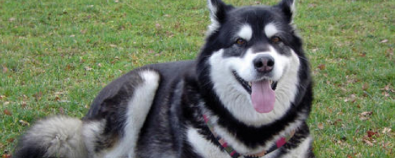 What to do if the Alaskan dog has a lot of eye droppings