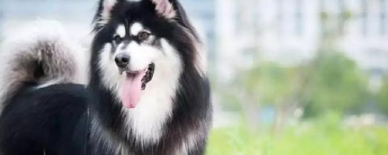 What to do if the Alaskan dog has short hair