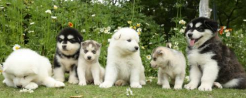 What to do if the Alaskan dog has eye feces