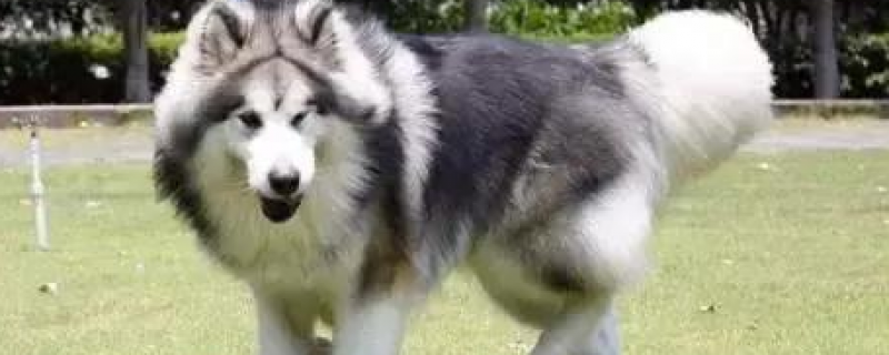 How long does it take for an Alaskan dog to molt?