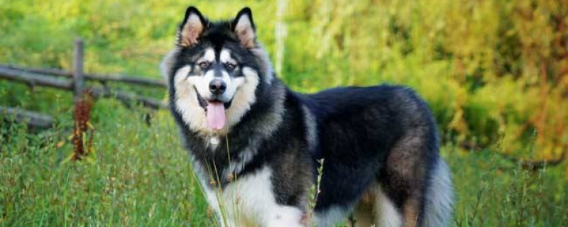 How to raise an Alaskan dog