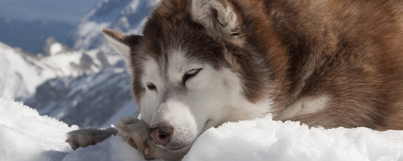 How to raise an Alaskan dog