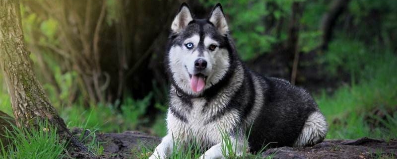 What food does the Alaskan dog eat?