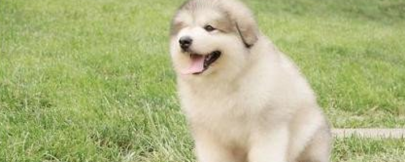 When does the Alaskan dog moult?