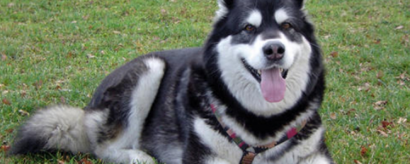 What to do if the Alaskan dog does not eat dog food