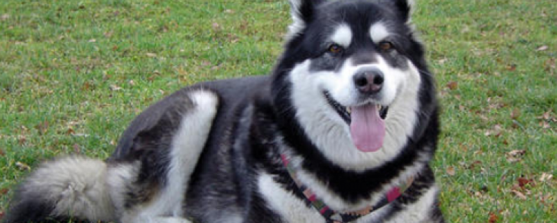 Are dogs banned in Alaska?