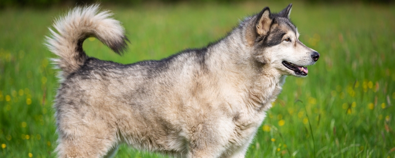 Alaska personality traits