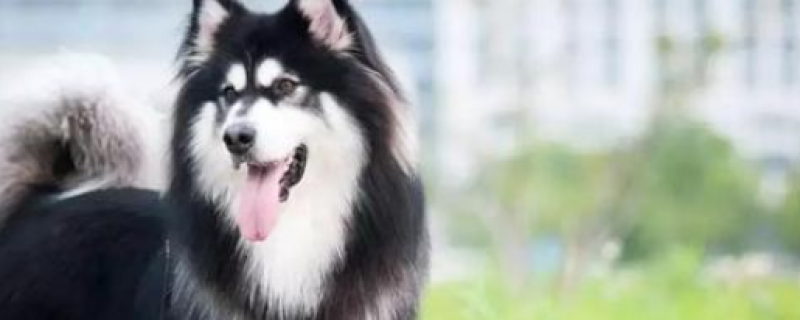 What to do about parvovirus in Alaska