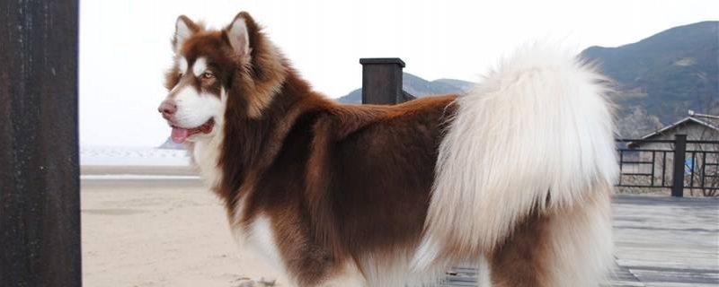 Are Dogs Banned in Alaska Cities?