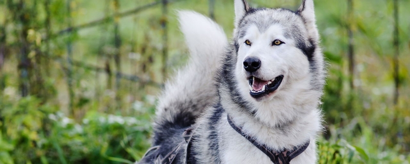 How old can you train in Alaska?