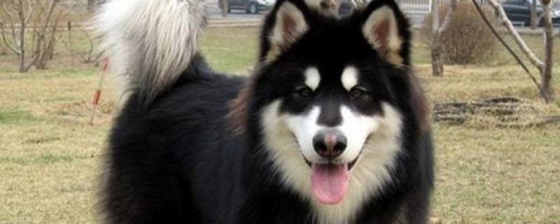 What brand of dog food is good for Alaska?