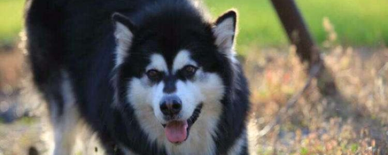 Can Alaska be kept on a leash?