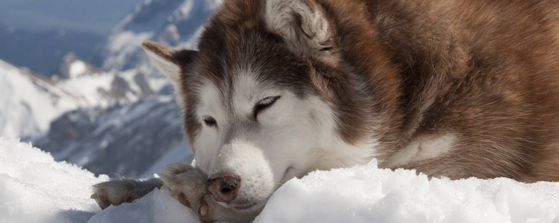 can you eat rice in alaska