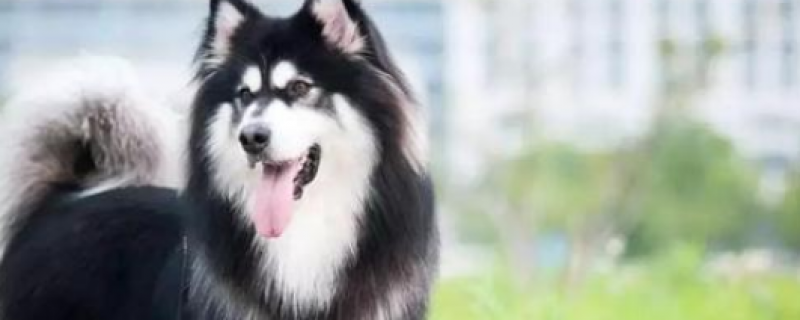 The hair on the back of the Alaska's front legs is very yellow