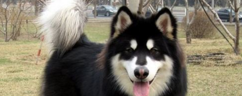 What to do if Alaska doesn't eat dog food