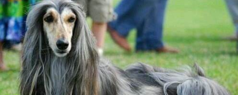 How to take care of Afghan hound hair