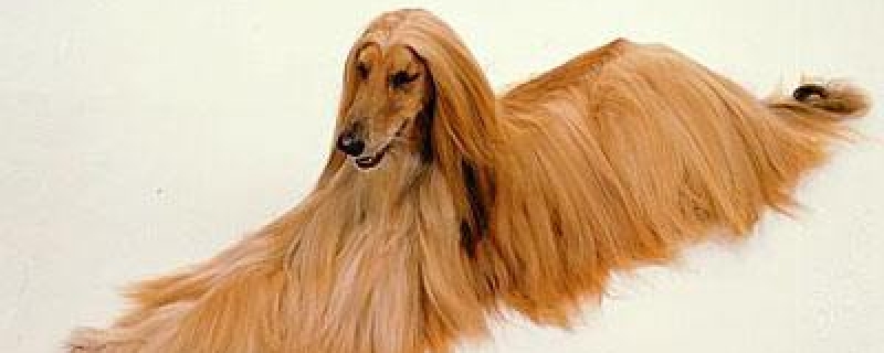 When does the Afghan hound grow full?