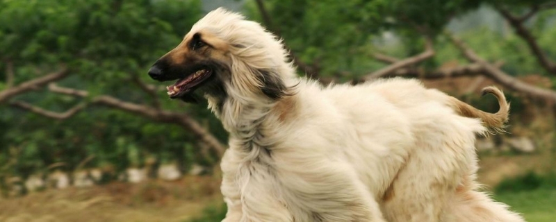 How serious is the Afghan Hound's hair loss?