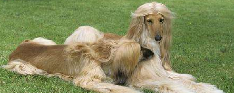 Why is the Afghan Hound banned?