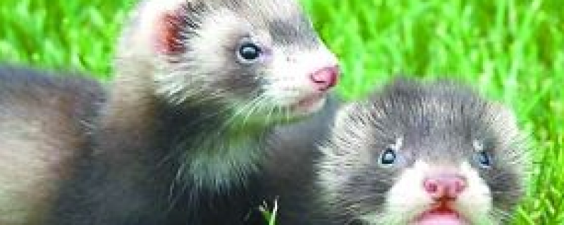 What food do lightning ferrets like to eat?