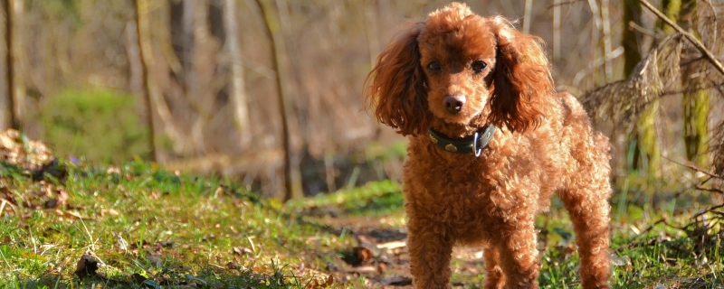 Is the long-legged Teddy a bunch of breeds?