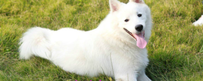 What is the IQ of the Silver Fox Dog?