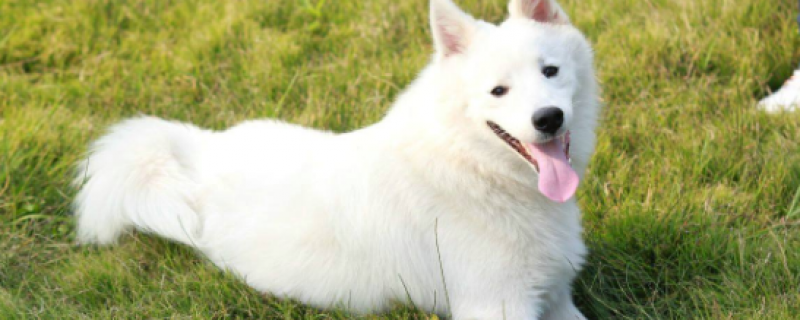 Why are silver foxes so seldom raised?