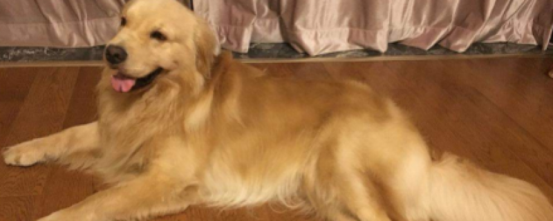 What kind of medicine should I buy to get rid of fleas on the golden retriever?