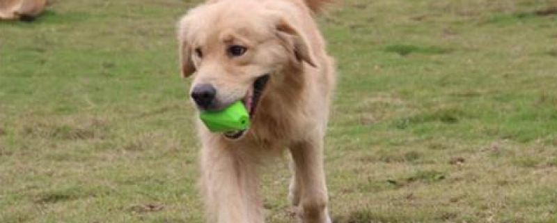 Can golden retrievers hunt?