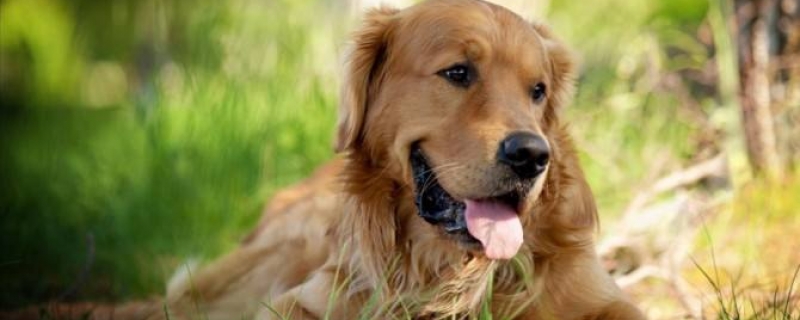 Can Golden Retrievers Eat Pineapple?