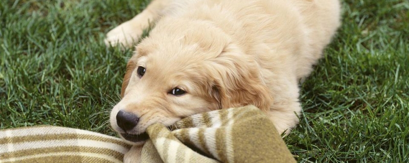 What happens to golden retrievers with calcium deficiency?
